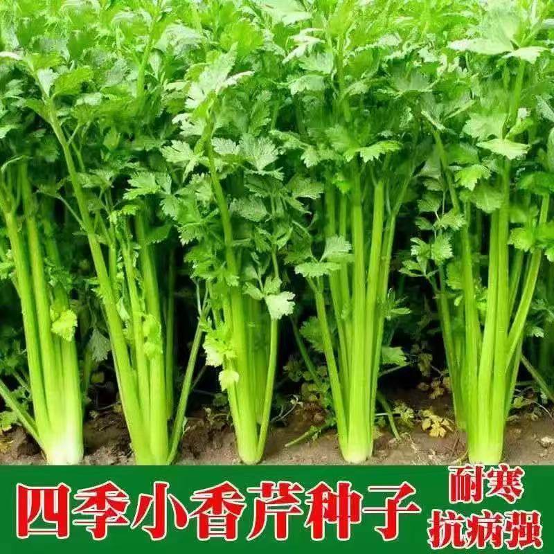 小香芹菜种子四季易种西芹蔬菜庭院阳台盆栽家庭种植香味浓细种籽,鲜花速递/花卉仿真/绿植园艺,家庭园艺种子,淘宝优惠券,粉丝福利购,淘宝优惠卷