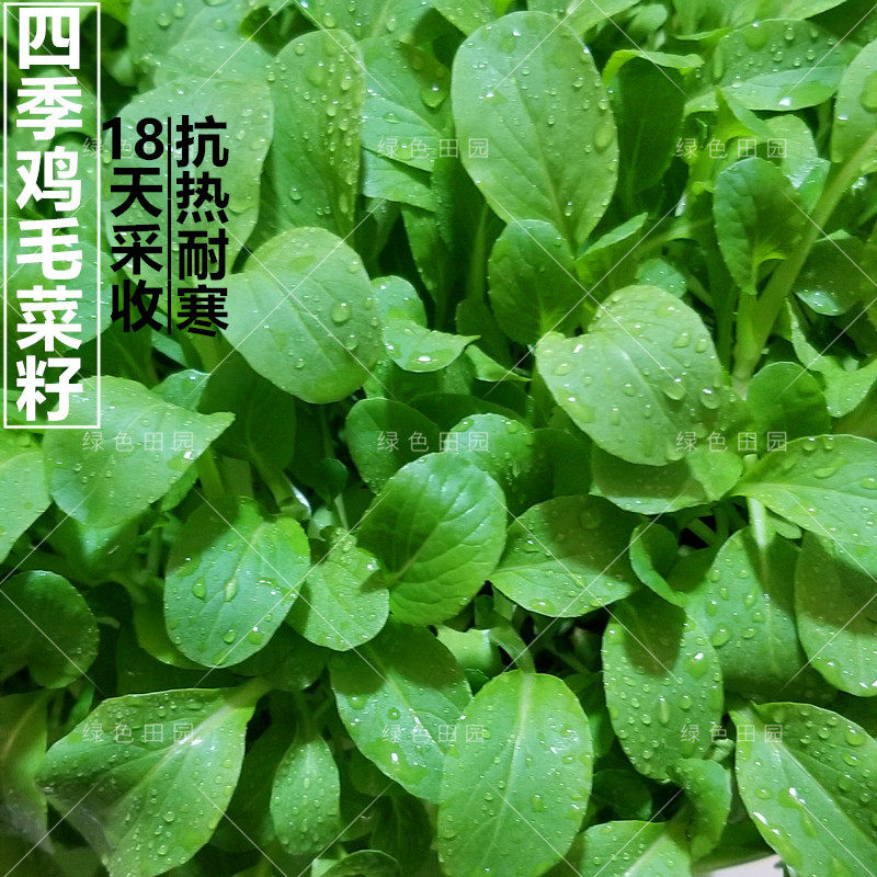 鸡毛菜种子上海青籽春秋四季播蔬菜孑大全阳台盆栽菜园种植小青菜,鲜花速递/花卉仿真/绿植园艺,家庭园艺种子,淘宝优惠券,粉丝福利购,淘宝优惠卷