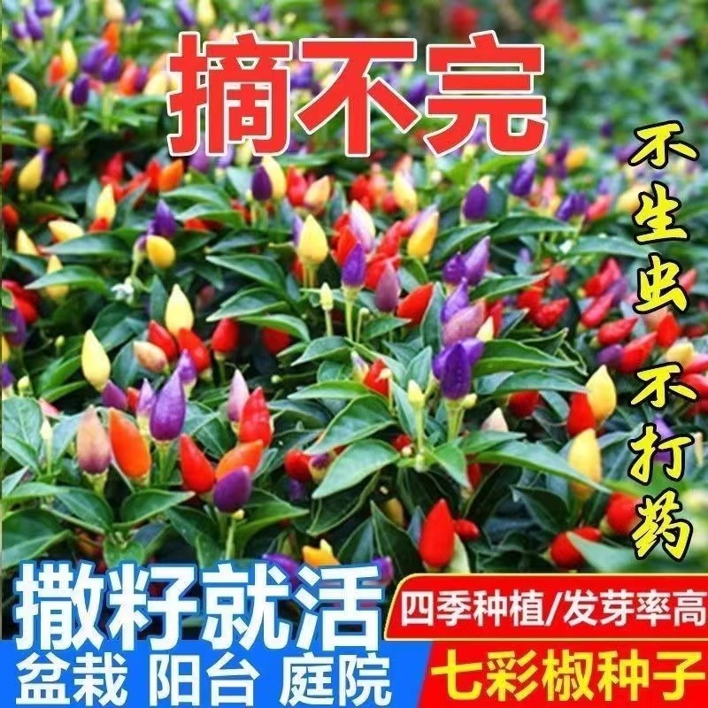 五彩椒种子七彩辣椒种籽四季朝天椒辣椒种孑小米阳台盆栽蔬菜种苗