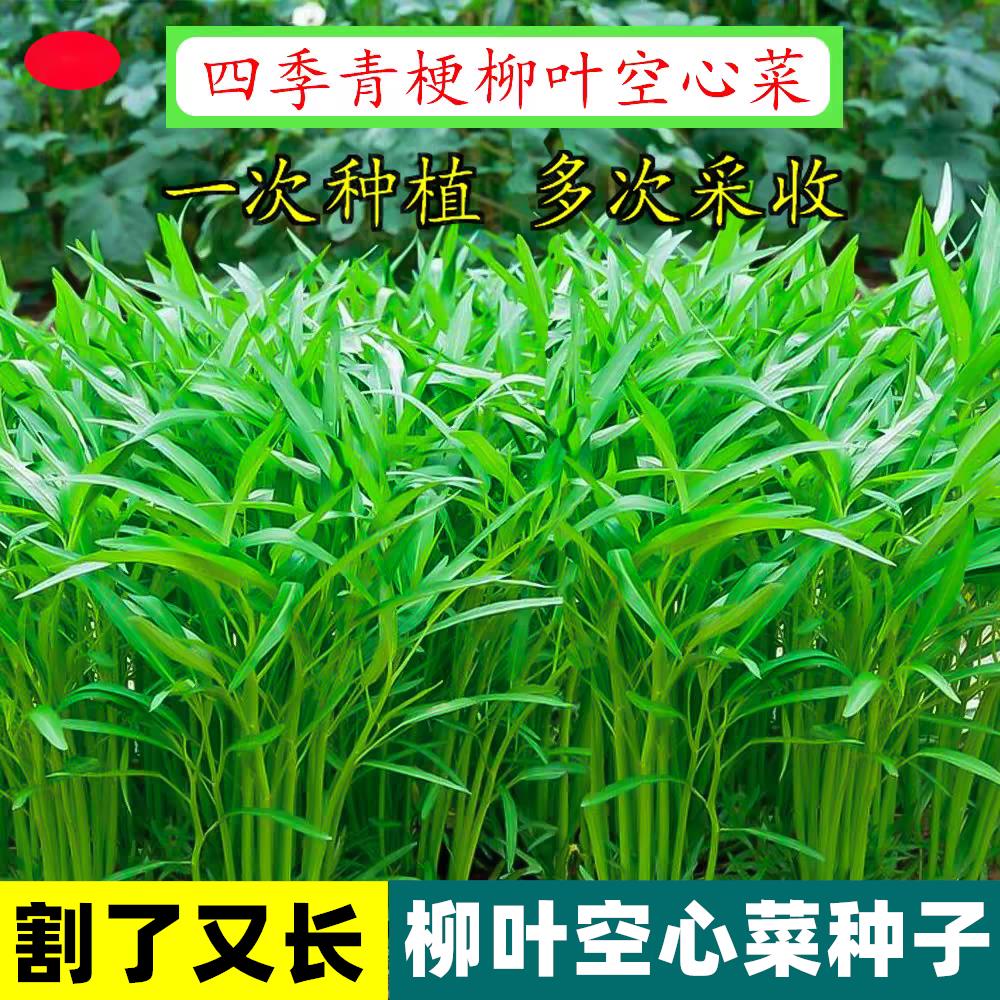 四季空心菜种子小叶空心菜大叶竹叶盆栽柳叶空心菜籽青白梗可水培