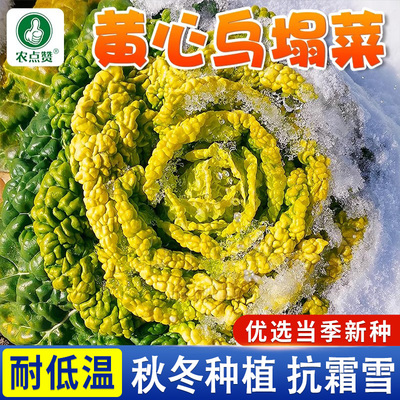耐寒黄心菜种子乌塌菜种籽黄心乌白菜种子菊花菜种孑秋冬蔬菜种子
