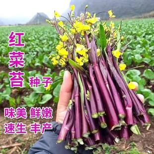 红菜苔种子种籽蔬菜子秋季秋冬菜籽菜种四季菜心耐热盆栽春季蔬菜