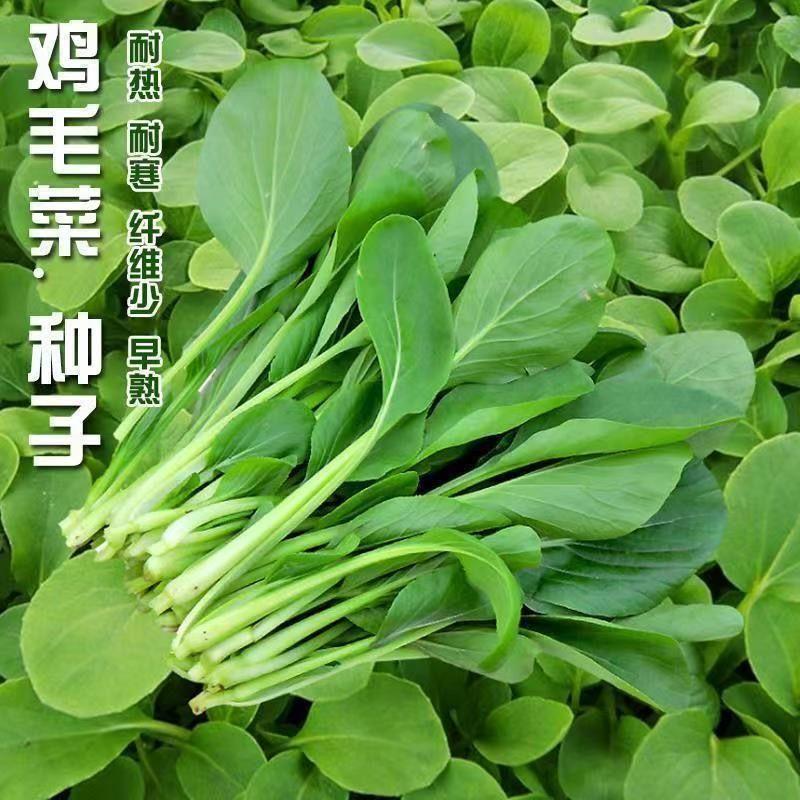 鸡毛菜种籽四季小白菜青菜油菜上海青20天速成盆栽蔬菜籽易活