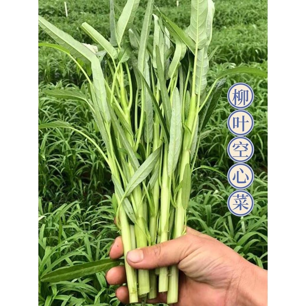 空心菜种子四季柳叶半青白梗空心菜小叶种籽阳台盆栽大田蔬菜种孑
