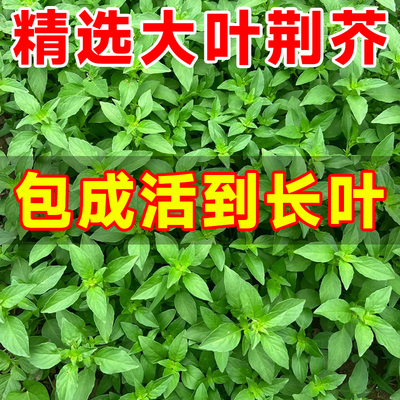河南大叶荆芥种子苗秧蔬菜苗带土带根盆栽籽种荆棘菜籽荆芥菜种籽