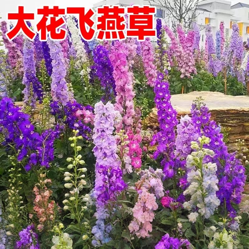 大花飞燕草种子室内外盆栽庭院花坛四季多年生小野花花卉种孑春季