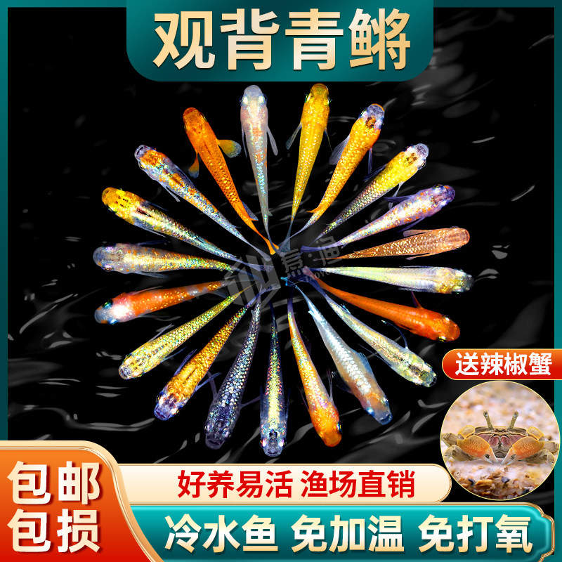 观背青鳉观赏鱼冷水鱼苗魔法鱼小型锦鲤金鱼淡水鱼不打氧好养宠物,清洗/食品/商业设备,洗车机,淘宝优惠券,粉丝福利购,淘宝优惠卷