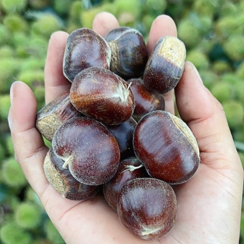 迁西板栗生新鲜栗子产地直发