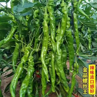 香辣螺丝椒种子苗皱皮海椒种子四季菜种春季盆栽蔬菜辣椒种籽高产