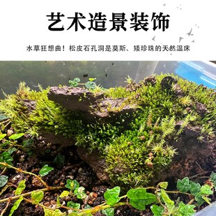 鱼缸造景石松皮石假山石水陆缸盆景鱼池造景装饰天然原生石头水草