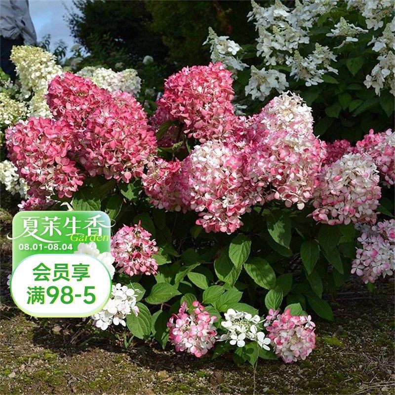 海蒂的花园 胭脂钻粉钻圆锥绣球八仙花花园观花植物阳台庭院盆栽