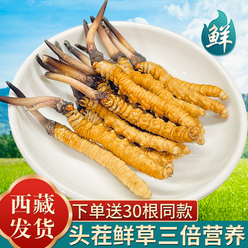2025头期新鲜冬虫夏草官方旗舰店正品鲜虫草30根鲜草西藏顺丰冷链