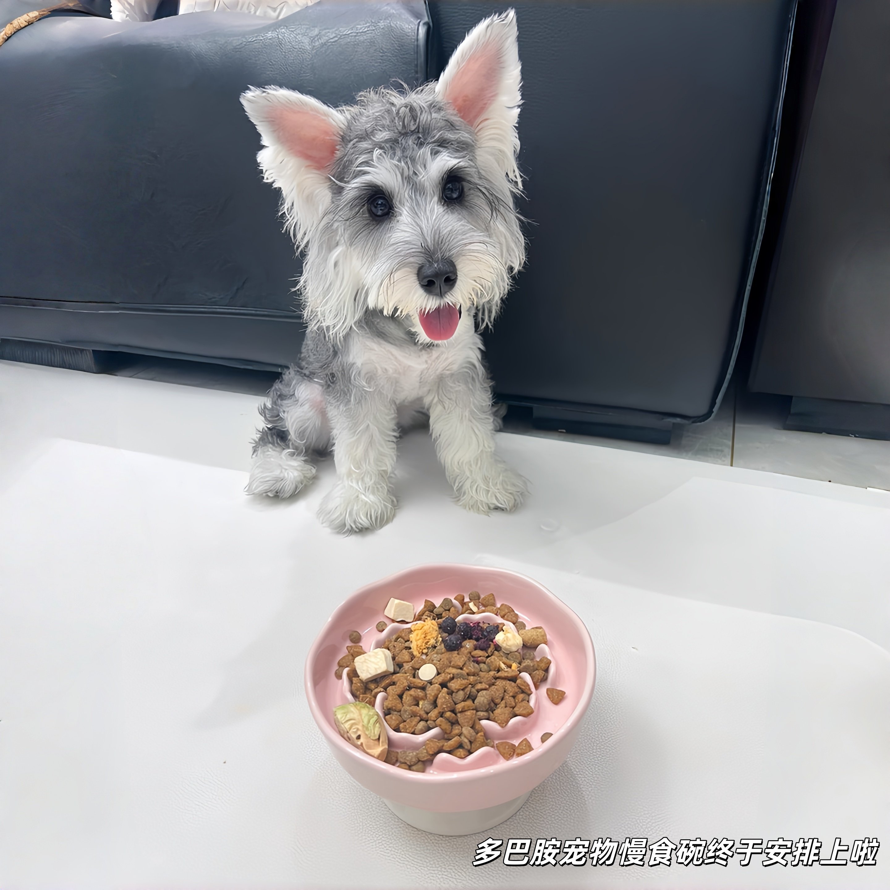 狗碗狗盆陶瓷狗狗慢食碗小型犬防噎猫碗防打翻缓食宠物幼犬粮食盆,宠物/宠物食品及用品,猫狗碗/慢食碗,淘宝优惠券,粉丝福利购,淘宝优惠卷