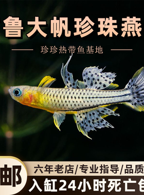 阿鲁大帆珍珠燕子鱼小型观赏淡水鱼热带鱼观赏鱼活体好养群游鱼