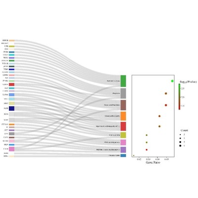 kegg通路富集分析，桑基图