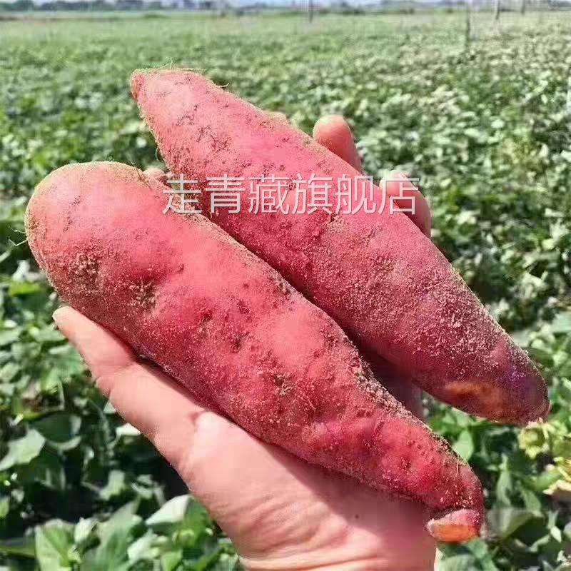 新鲜糖心蜜薯红薯农家自种10斤烤地瓜现挖烟薯25号板栗番薯沙地薯