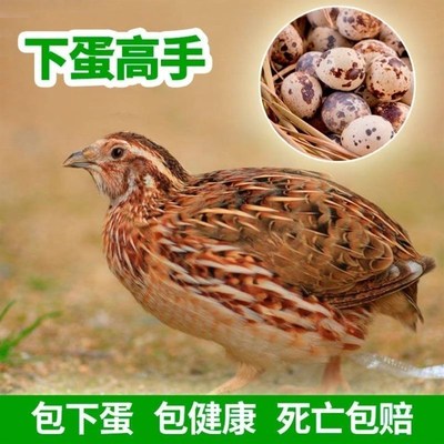 鹌鹑活苗青年产蛋王鹌鹑苗家养宠物鸡好养宠物鹌鹑包邮包下蛋包活