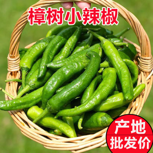 新鲜樟树小辣椒产地直发