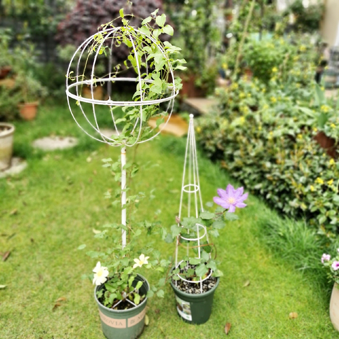 米蔻棒棒糖爬藤架铁艺球形花架月季风车茉莉铁线莲蓝雪花支架