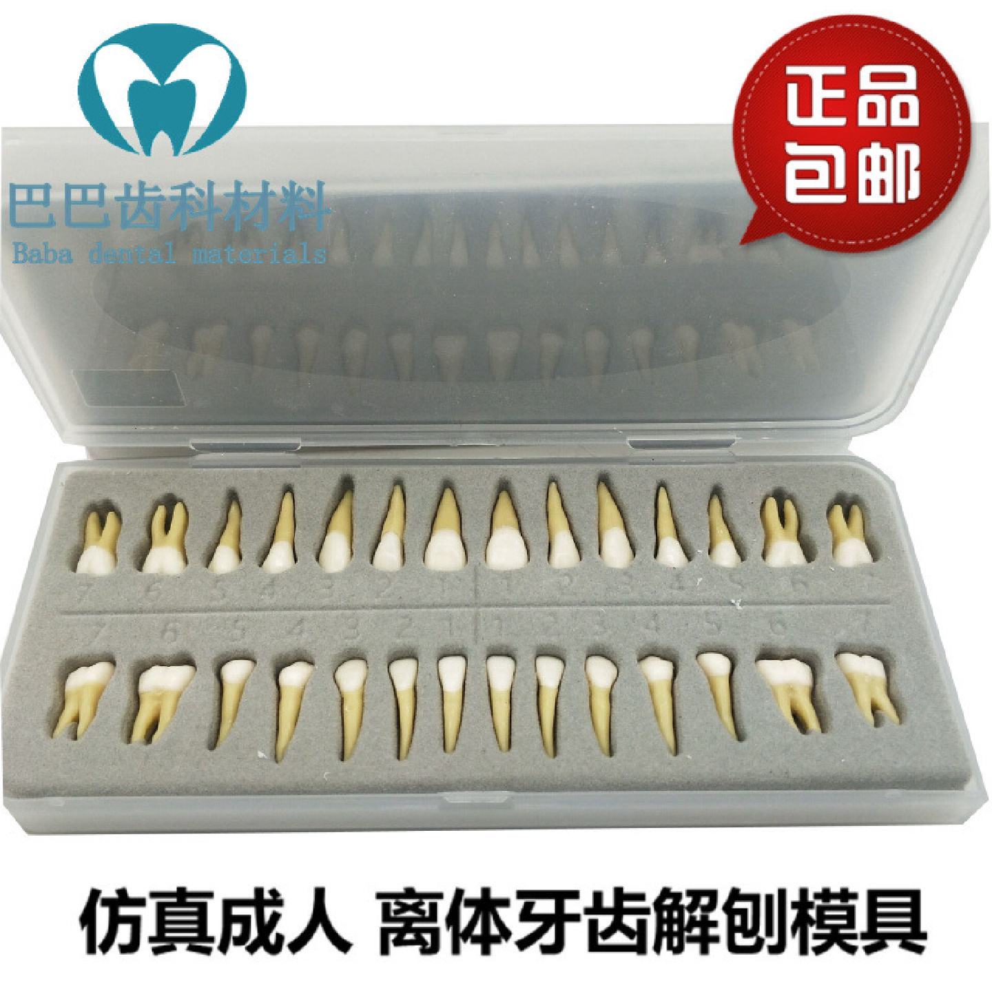 牙科口腔科学生双色离体牙解刨全28颗恒牙带牙根32颗牙齿模型