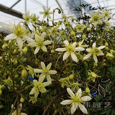 伟伟园艺新西兰常绿铁线莲佩特里小型品种爆花盆栽美观悬挂吊盆