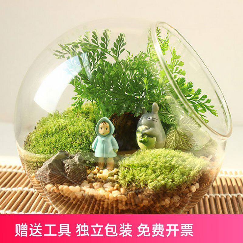 微景观斜口玻璃花瓶 苔藓多肉DIY生态瓶 家居办公桌绿植装饰
