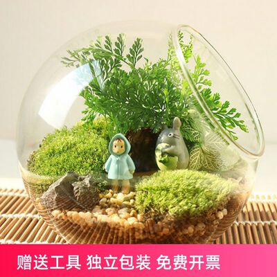 微景观斜口玻璃花瓶 苔藓多肉DIY生态瓶 家居办公桌绿植装饰