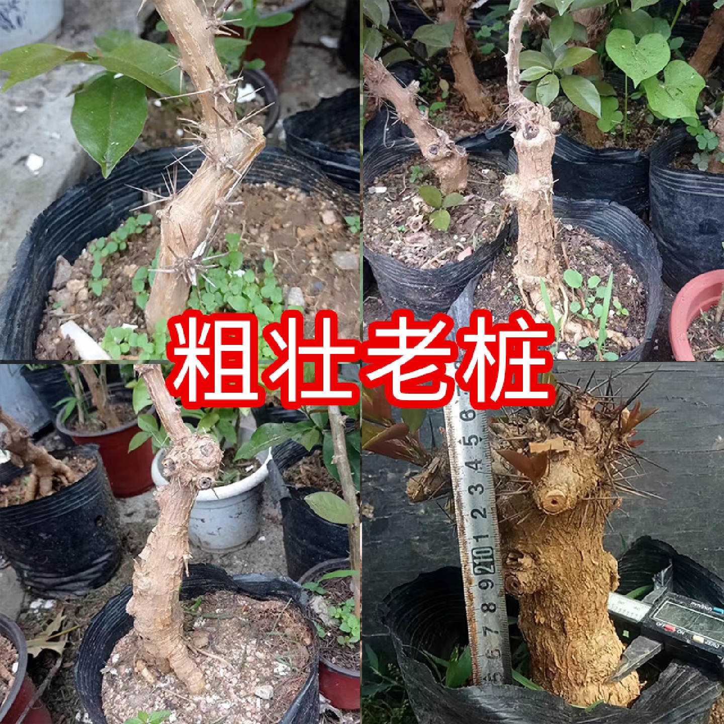 叶仙苗38.8元5棵裸根带营养杯嫁接蟹爪兰仙人球多肉植物带土发货