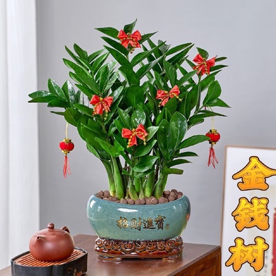 发财树植物室内乔迁办公好养金钱树盆栽盆景桌面绿植搬家客厅花卉