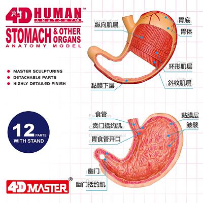 4DMaster胃部食管肠道人体模型结构解剖医学教学教具可拆卸