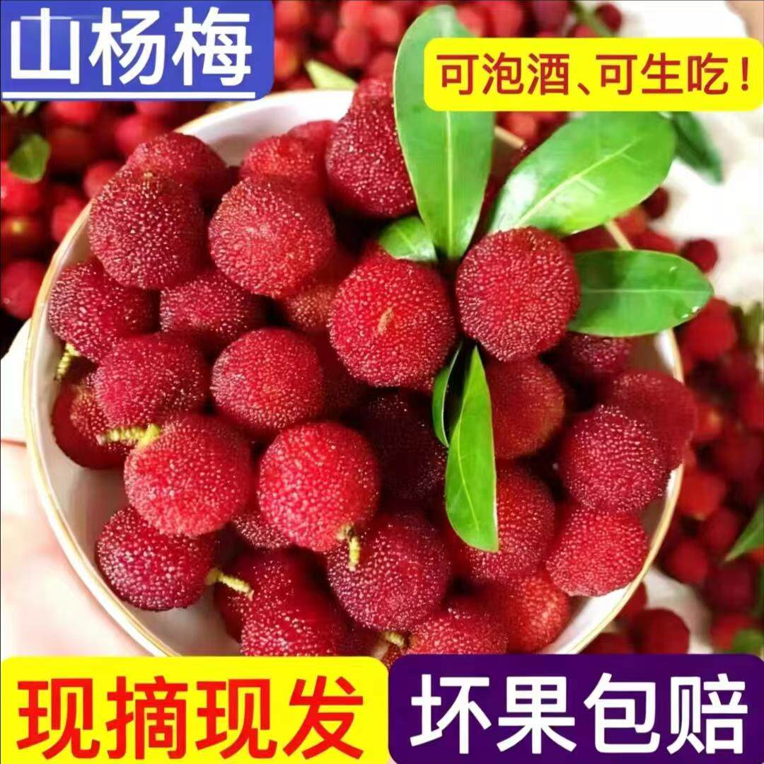 贵州当季生鲜水果杨梅产地直发新鲜野生杨梅新鲜采摘酸甜多汁
