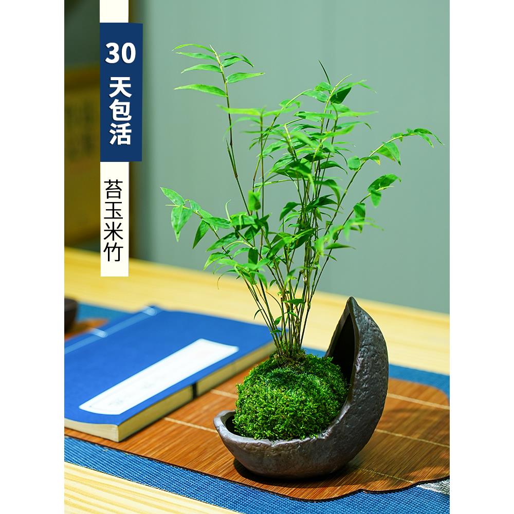 米竹盆栽室内小型凤尾竹迷你盆景好养竹子观叶客厅绿植物阳台禅意