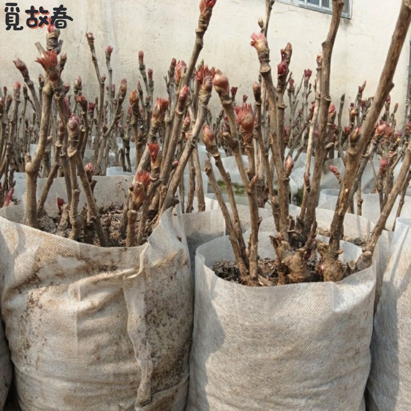 带芽发货正宗牡丹花苗重瓣观赏阳台室内外花卉四季老桩洛阳牡丹花,鲜花速递/花卉仿真/绿植园艺,红掌/凤梨/温室花卉,淘宝优惠券,粉丝福利购,淘宝优惠卷