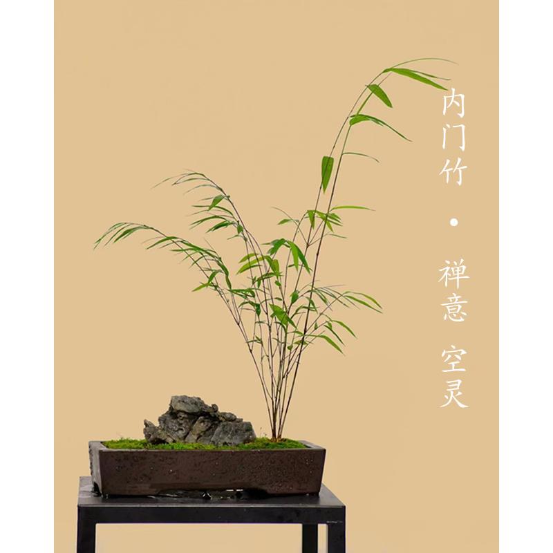 正宗内门竹禅雅盆栽名贵竹苗室内外庭院绿植四季常青好养易活竹子