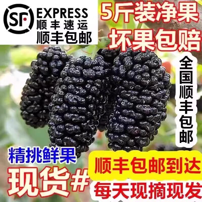 新鲜桑葚鲜果桑椹5斤孕妇水果现摘桑枣黑桑葚果顺丰