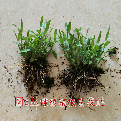 正宗米斛苗 石斛苗霍山盆景品种超铁皮石斛盆栽鲜条枫斗阳台花卉