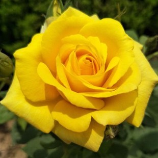 花大苗特大花浓香玫瑰苗阳台庭院盆栽四季 黄和平月季 观花绿植花卉