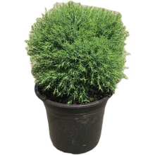 皮球柏皮球松盆栽室外阳台庭院植物耐寒耐晒四季常青好养易活包邮