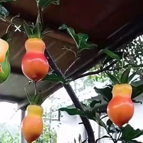 金弹子盆栽金弹子老桩盆栽带果金弹子树苗金蛋子树盆景葫芦果可塑