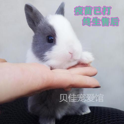 纯种荷兰侏儒兔活体垂耳兔长不大迷你海棠宠物兔茶杯兔子活物包活