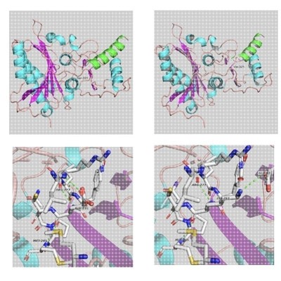 蛋白位点突变 可按照要求作图