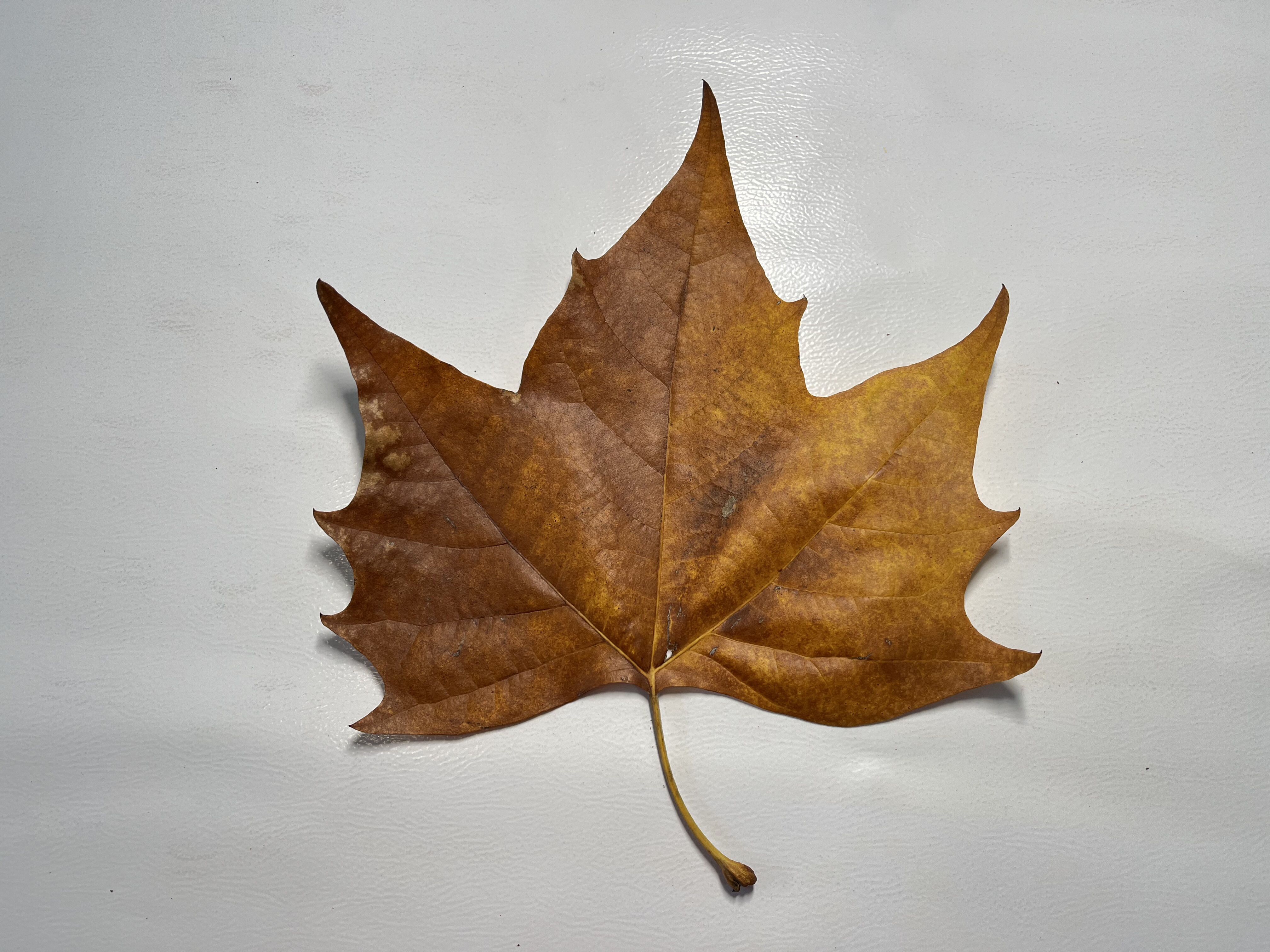 梧桐叶干枯真树叶标本大小落叶棕色叶子手工DIY拍摄场景装饰布景