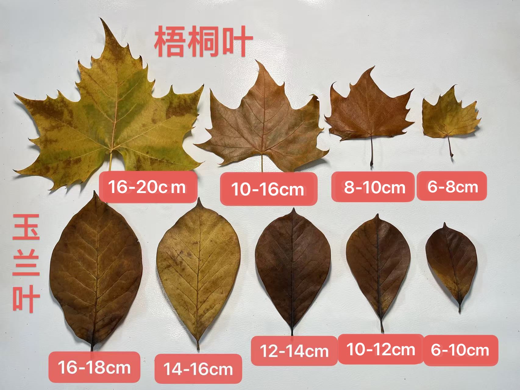 天然树叶干花叶子书签植物拼贴画标本拍摄道具背景幼儿园diy枯叶