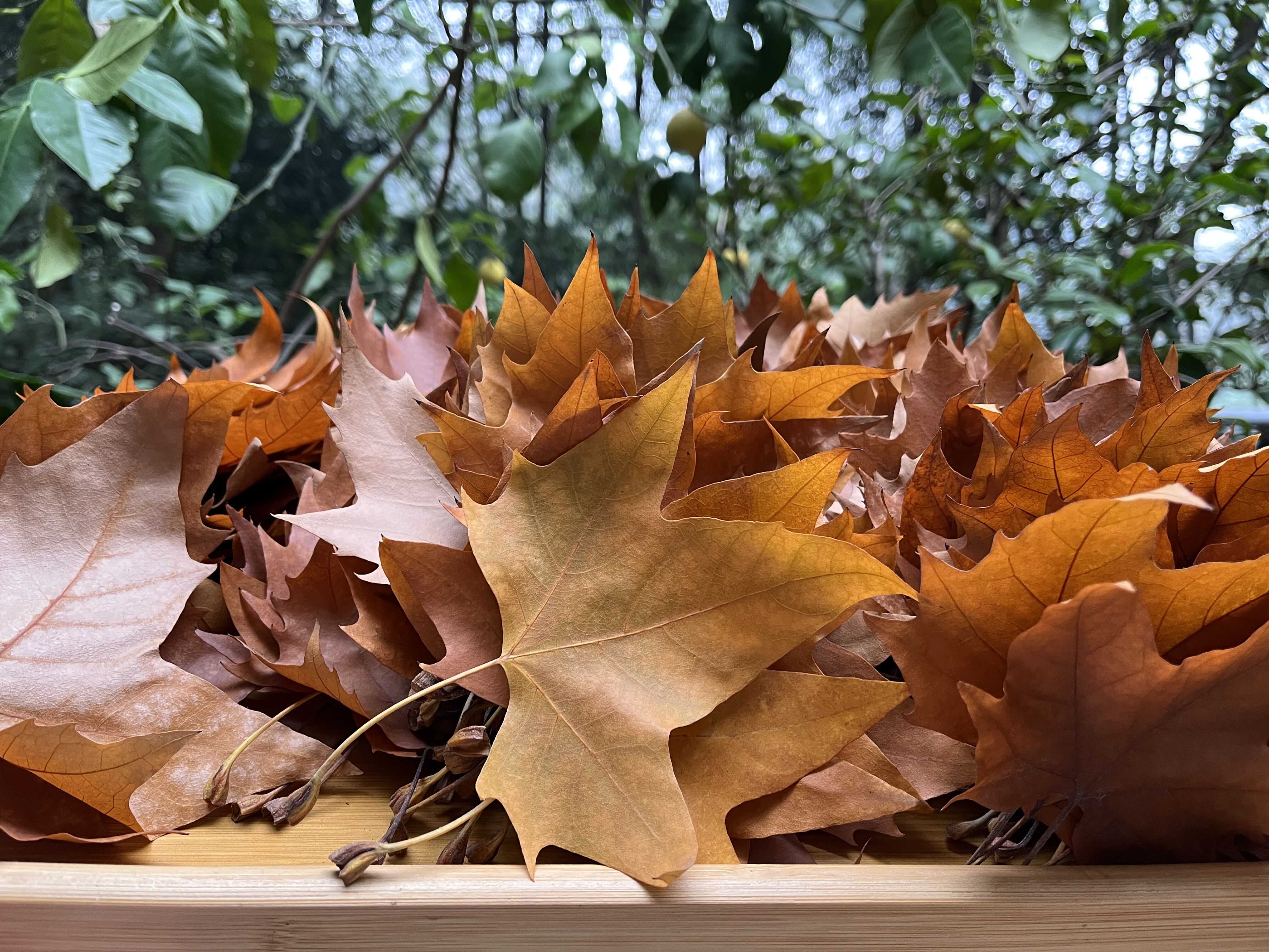 真梧桐树叶10-16cm圣诞树枯叶黄绿叶法国梧桐叶子秋天装饰造布景