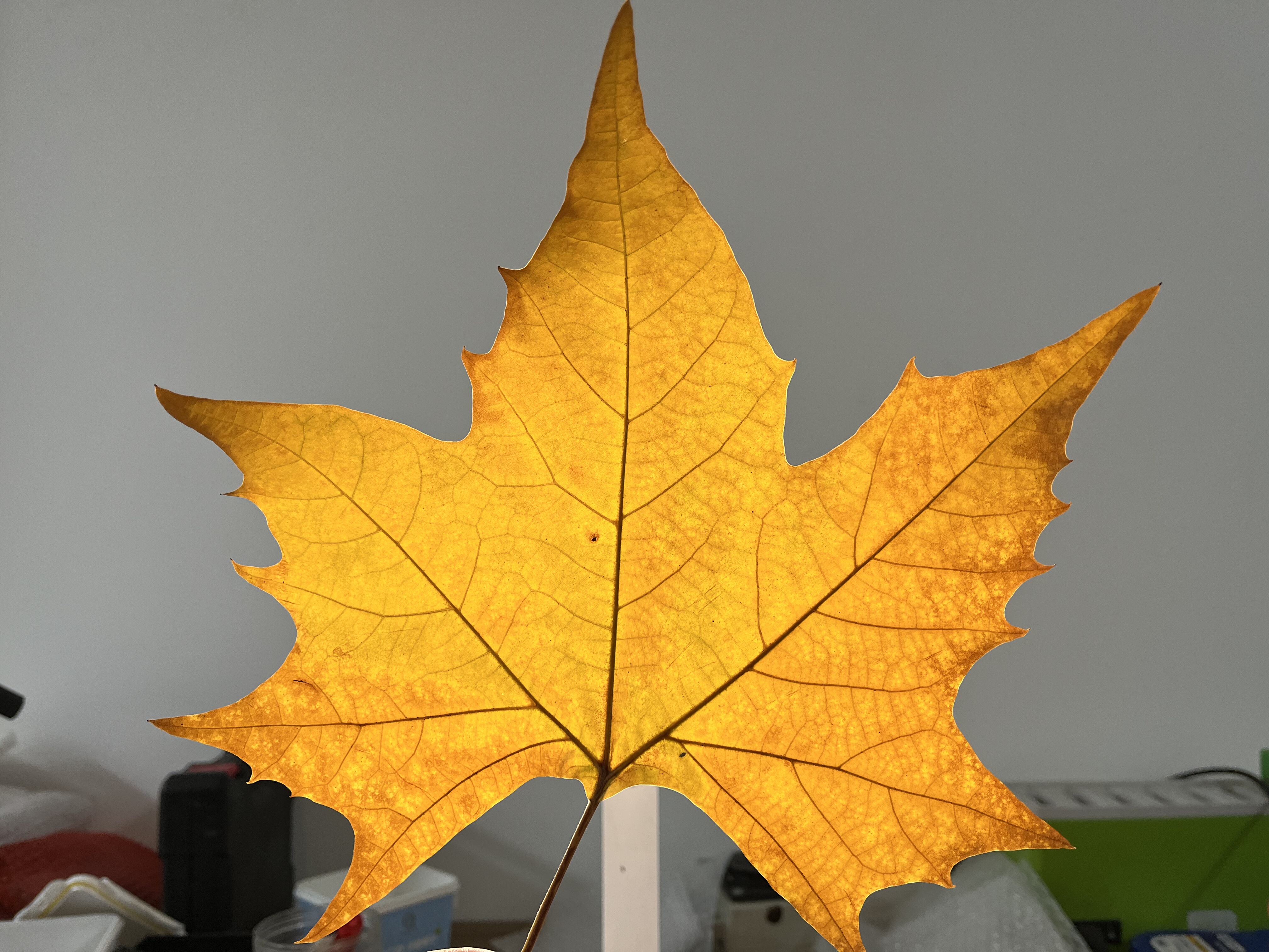 法国梧桐树20cm超大叶落叶枯叶雕工艺装饰布景手工DIY精品材料