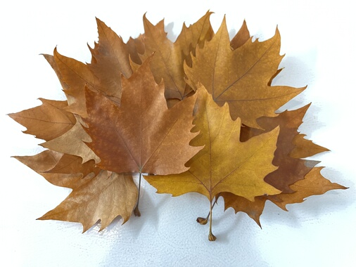 真梧桐树叶6-12cm风干叶枯叶黄绿叶天然梧桐叶子秋天黄叶装饰布景