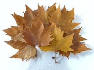 真梧桐树叶6-12cm风干叶枯叶黄绿叶天然梧桐叶子秋天黄叶装饰布景