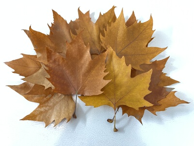 真梧桐树叶6-12cm风干叶枯叶黄绿叶天然梧桐叶子秋天黄叶装饰布景