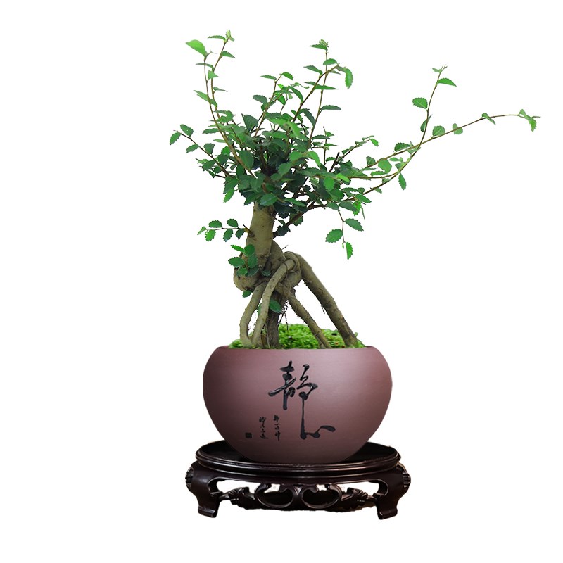 小叶榆树盆景办公室内桌面老桩飘枝造型四季常青好养新手入门绿植