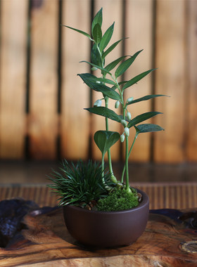 山野雅居【玉蒲】趣味菖蒲盆栽茶室茶书房易养观叶绿植净化空气